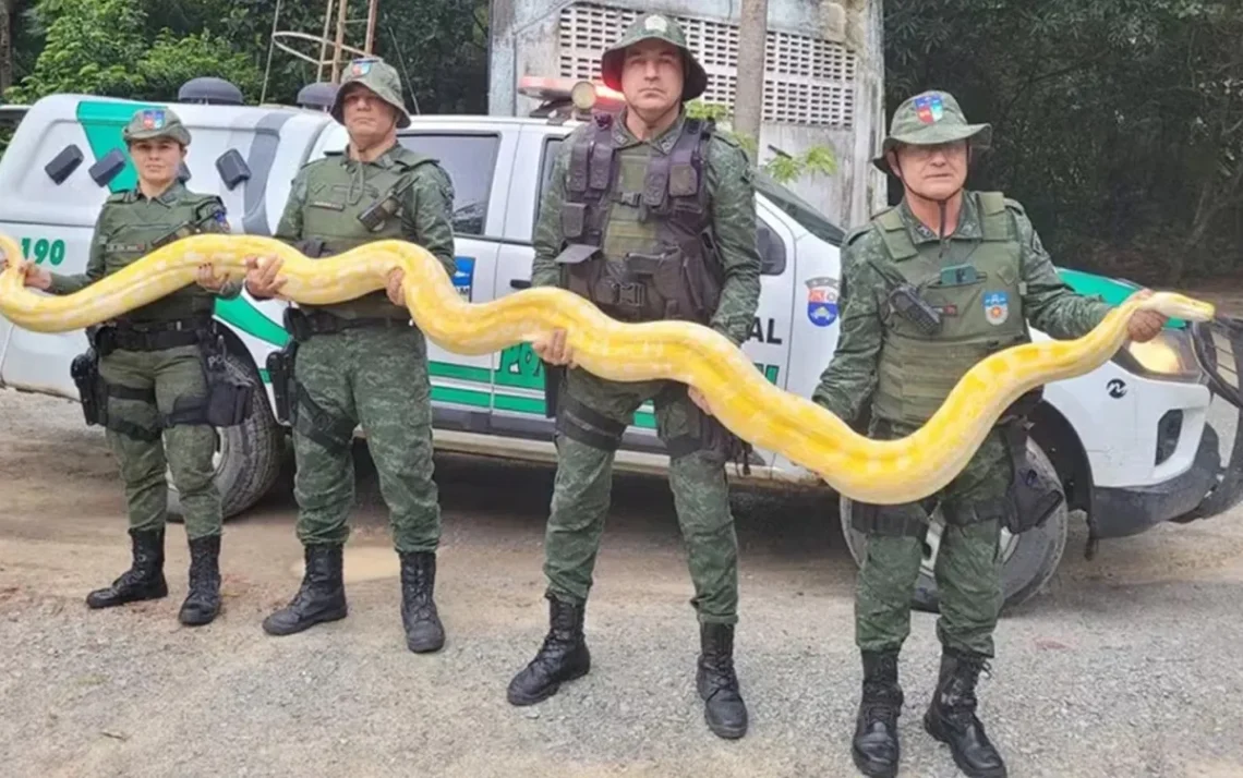 serpente albina, réptil albino, cobra albina