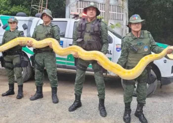 serpente albina, réptil albino, cobra albina