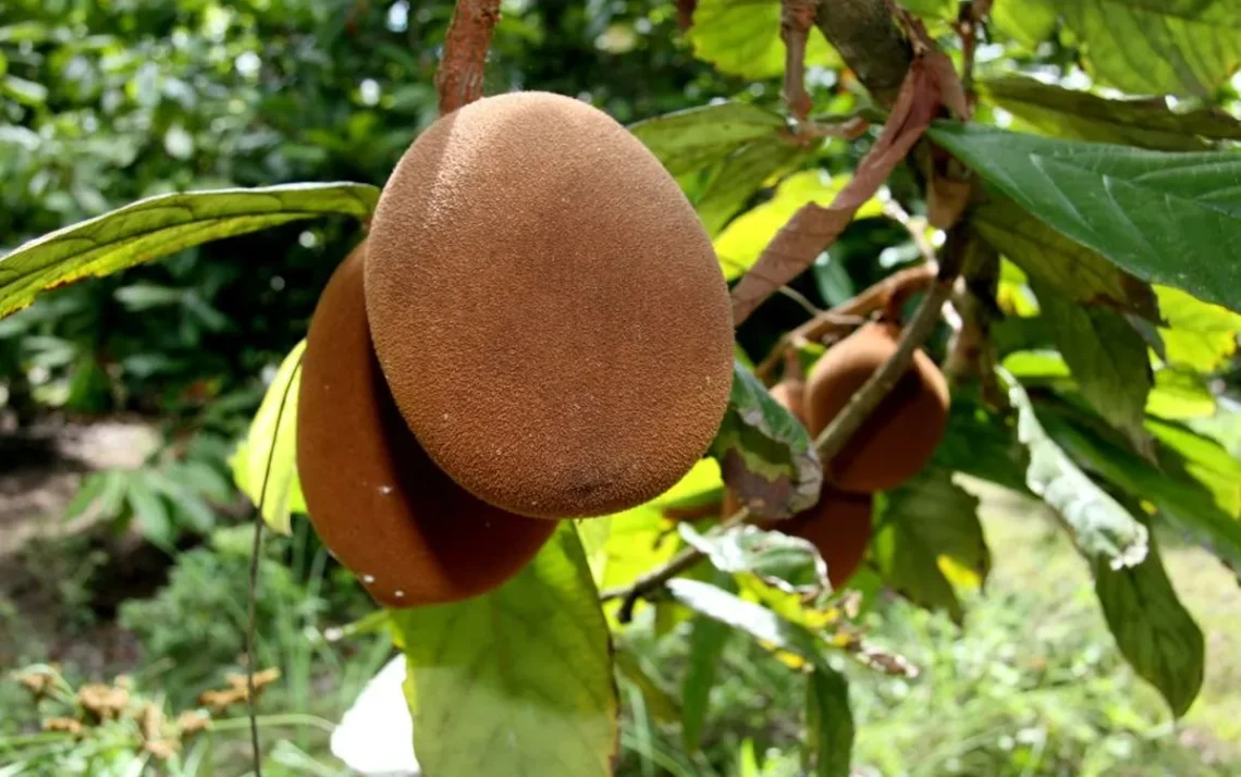 produção de alimentos no espaço.