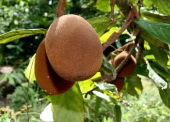 produção de alimentos no espaço.