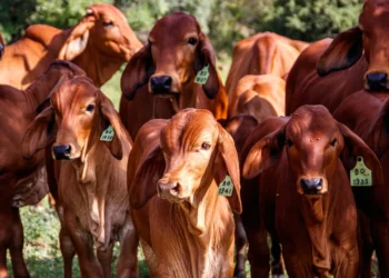 animais, ainda vivos, frigorífico, matadouro, insumos, abate, créditos presumidos, PIS, Cofins;