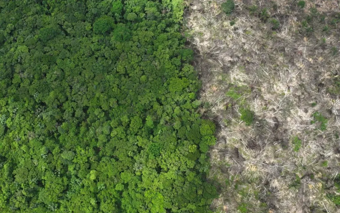 deforestation, clearing;