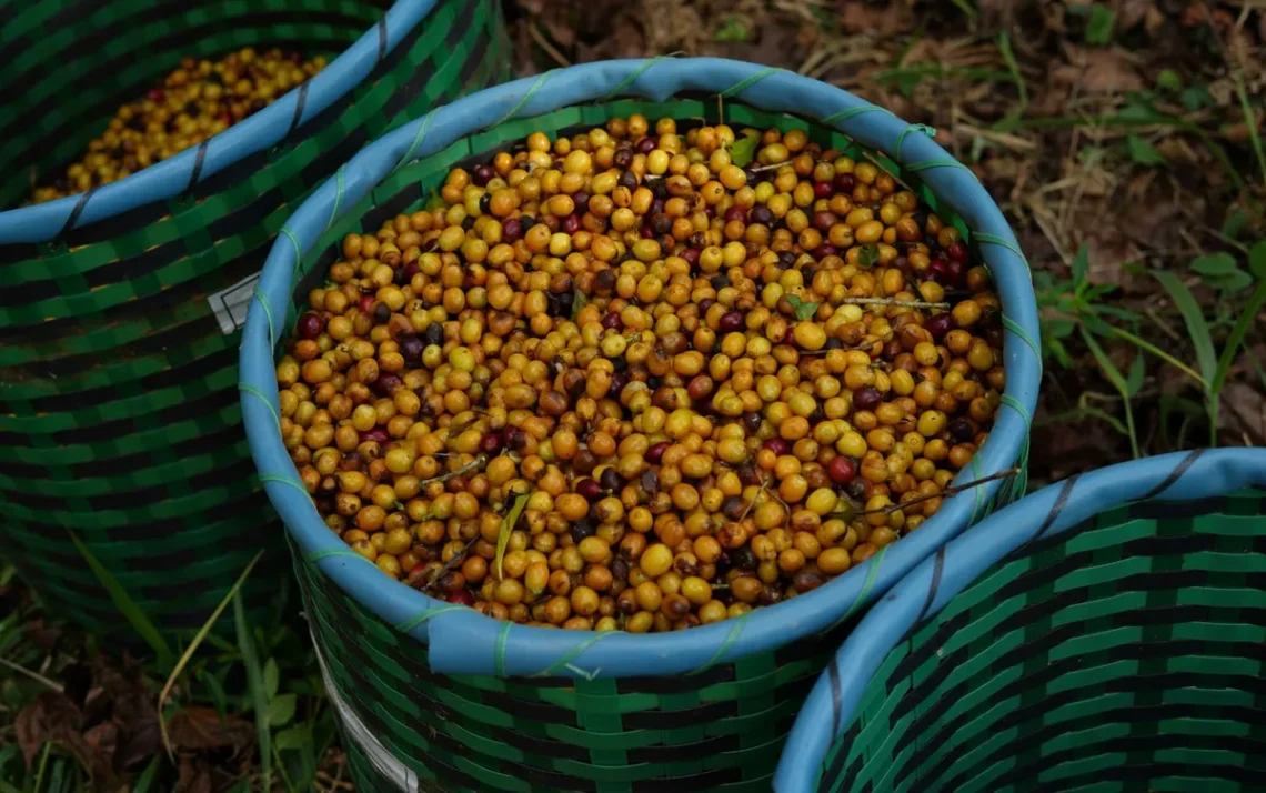 bebida, quente, grão, torrado, expresso;