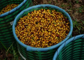 bebida, quente, grão, torrado, expresso;