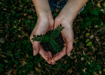 Práticas sustentáveis, Neutralização de emissões de carbono, Neutralização de carbono;