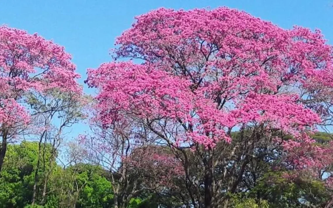 árvores, árboles, vegetação, flora;