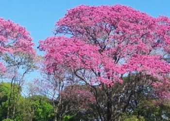 árvores, árboles, vegetação, flora;