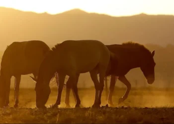 equinos, animais de trabalho, linhagem, equina;