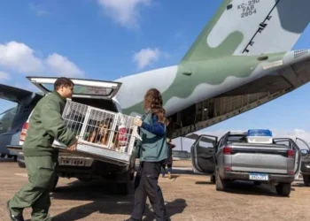 transporte, de animais, de pets, deslocamento, de animais, de estimação, traslado, de bichos, de estimação;