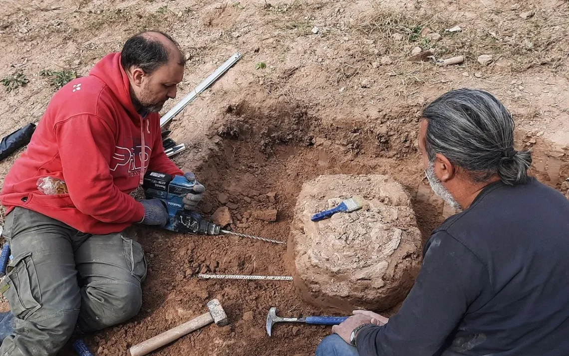 fóssil, fóssil de tatu, fóssil gigante;