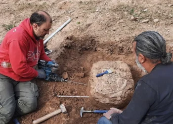 fóssil, fóssil de tatu, fóssil gigante;