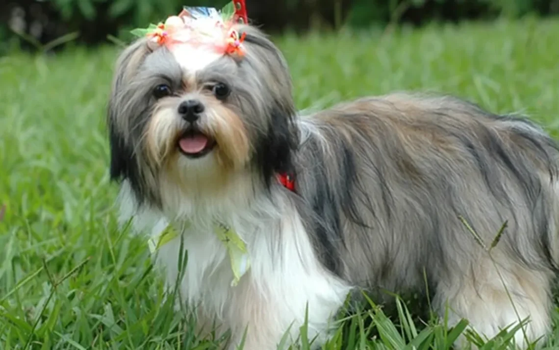 animal, de estimação, cão, Shih, Tzu;