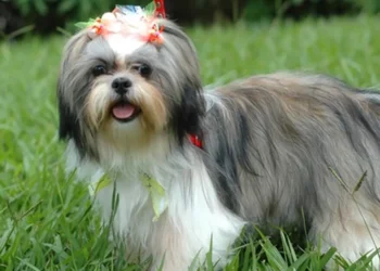 animal, de estimação, cão, Shih, Tzu;