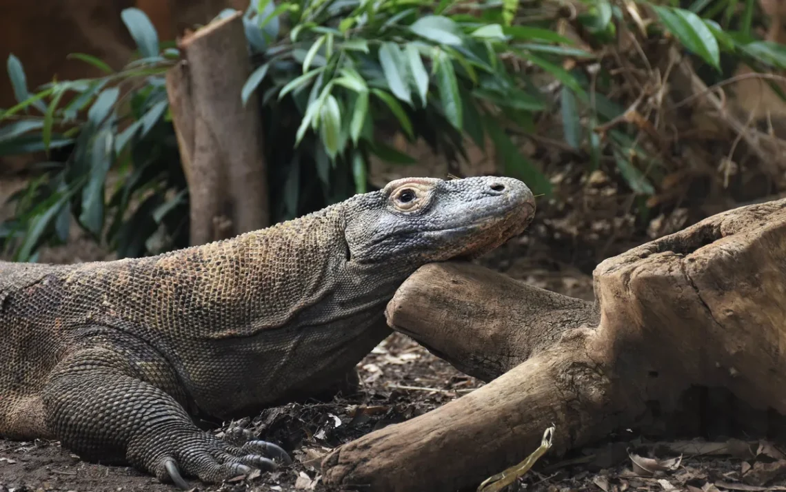 Lagarto, lagarto-gigante, estudo-recente, dentição-especial;