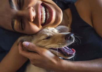 animais, animais-de-companhia, bichinhos;