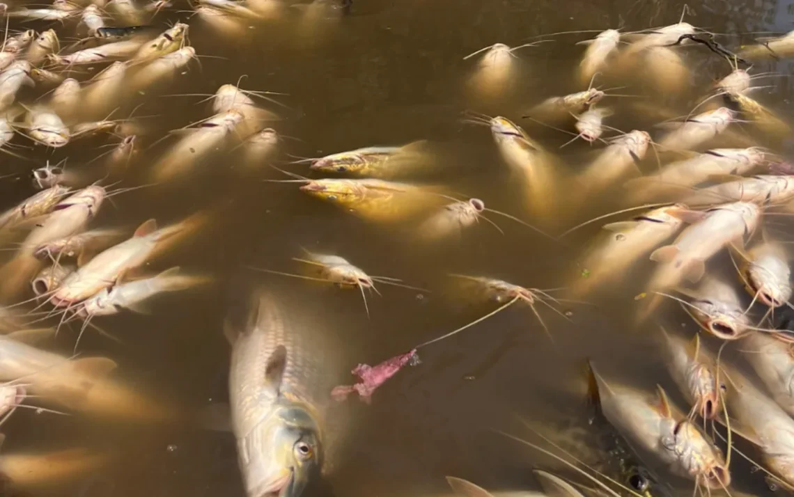 Peixes sem vida, Animais falecidos, Organismos aquáticos sem vida;