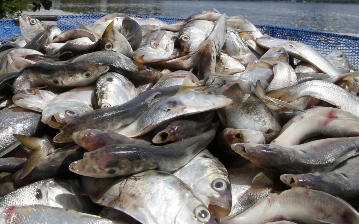 peixes, animais aquáticos, mortandade de peixes;