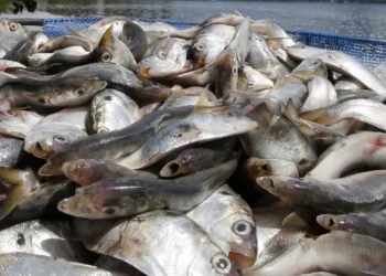 peixes, animais aquáticos, mortandade de peixes;