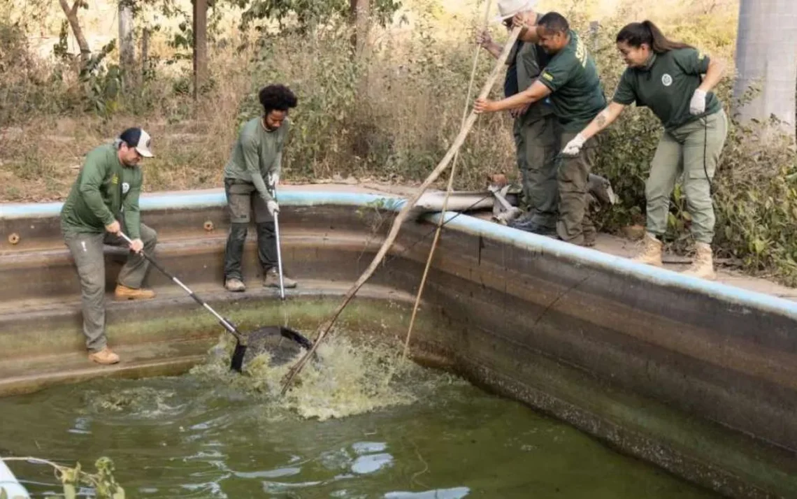 aligátor, crocodilo;