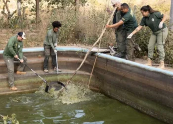 aligátor, crocodilo;