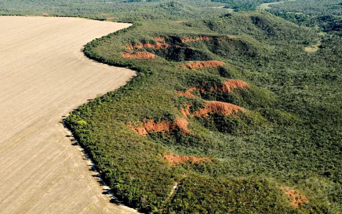 derrubada de árvores, destruição de vegetação, devastação de áreas;