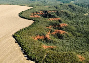 derrubada de árvores, destruição de vegetação, devastação de áreas;