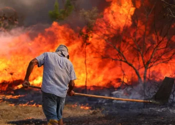 queimadas, chamas, incêndios florestais;